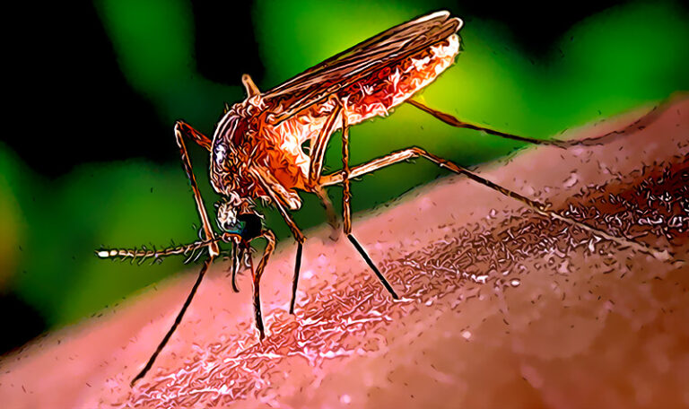 Acabamos de crear mosquitos geneticamente modificados que esperan reducir la poblacion de portadores de Zika Chikungunya y Dengue