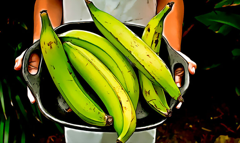 Cientificos descubren que comer platanos verdes y otros alimentos con almidon resistente reduce un 60% la probabilidad de heredar cancer