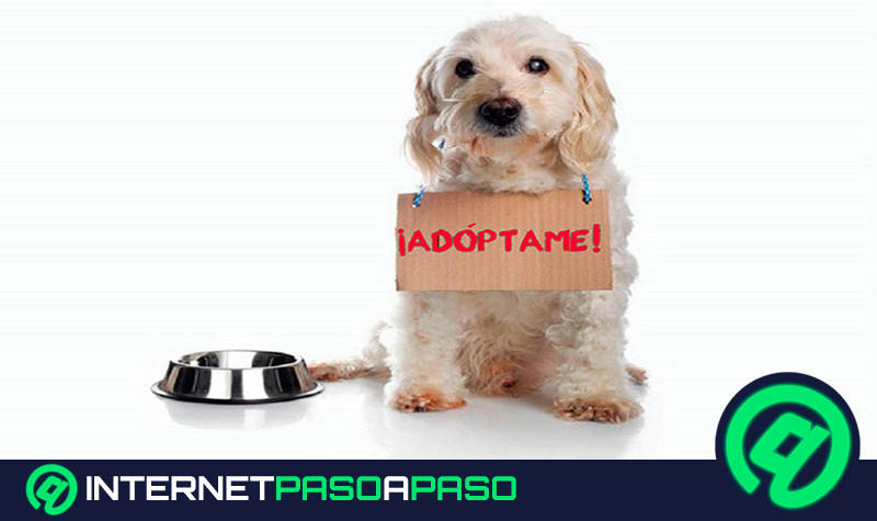 Desprecio Verdulero De nada 10 Páginas Web para Adoptar Mascotas 】Lista ▷ 2023