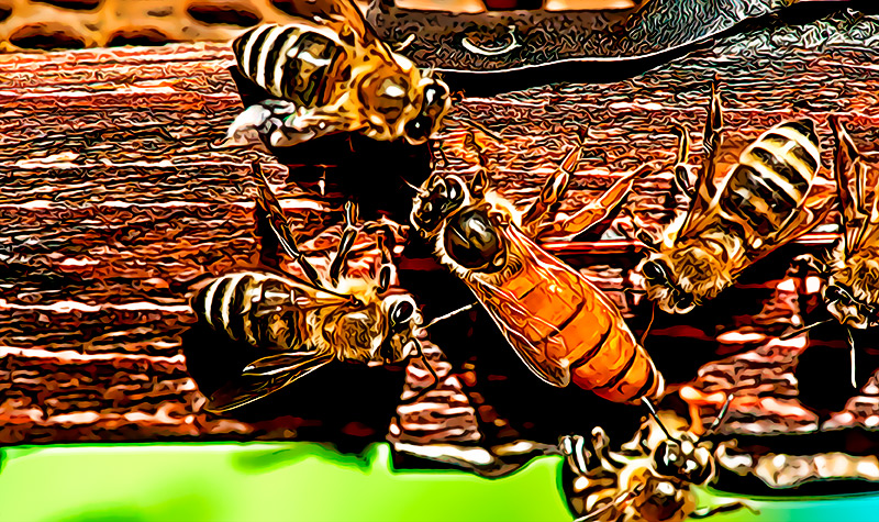 En California un tribunal dictamina que las abejas son en realidad peces