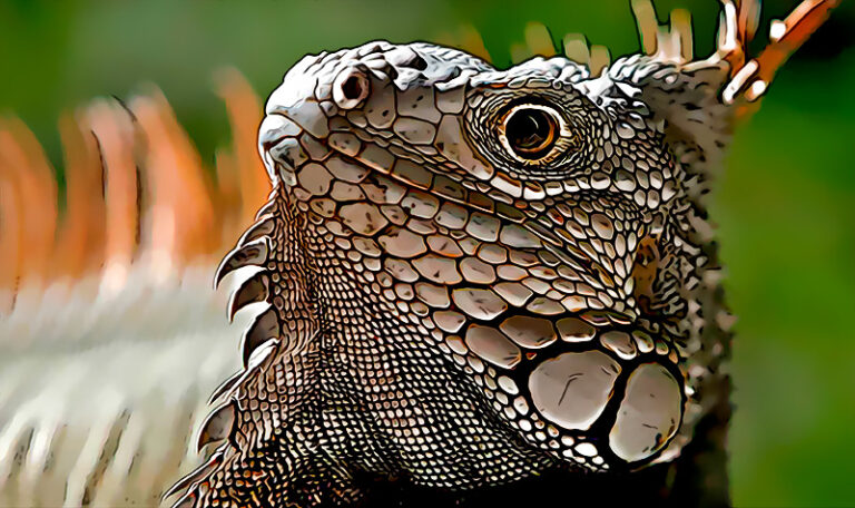 En Miami planean ofrecer recompensas por matar iguanas, pero esto podria causarles un efecto cobra en toda la cara