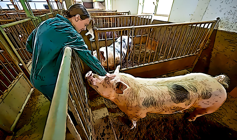 En la Universidad de Yale reviven organos muertos de cerdos