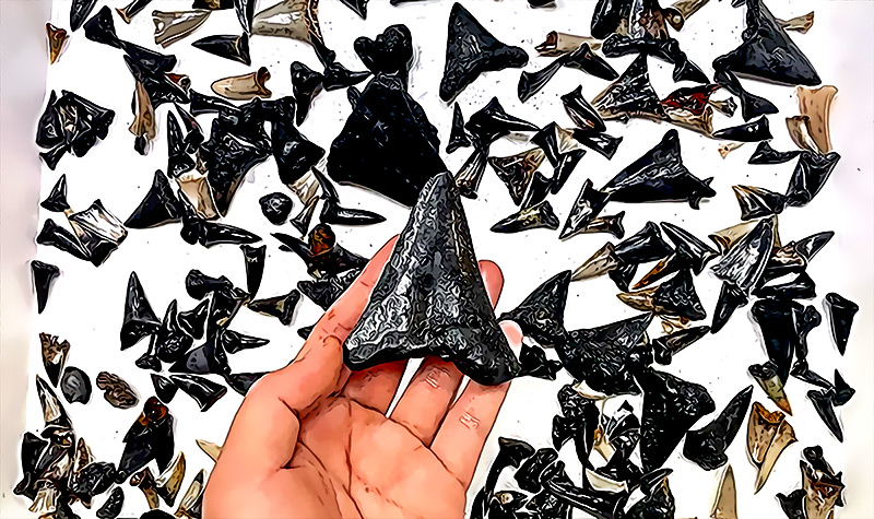 Encontramos cementerio de tiburones lleno de dientes fosilizados