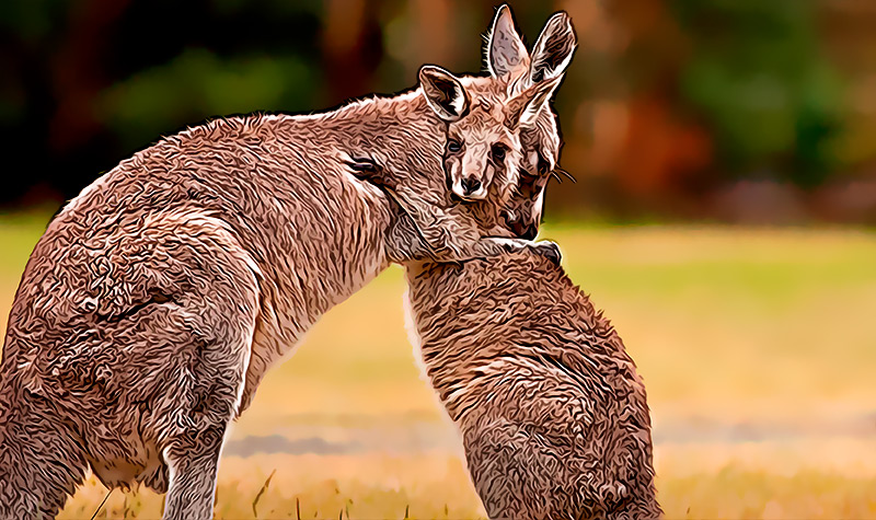 Este informe revela los danos en la fauna australiana