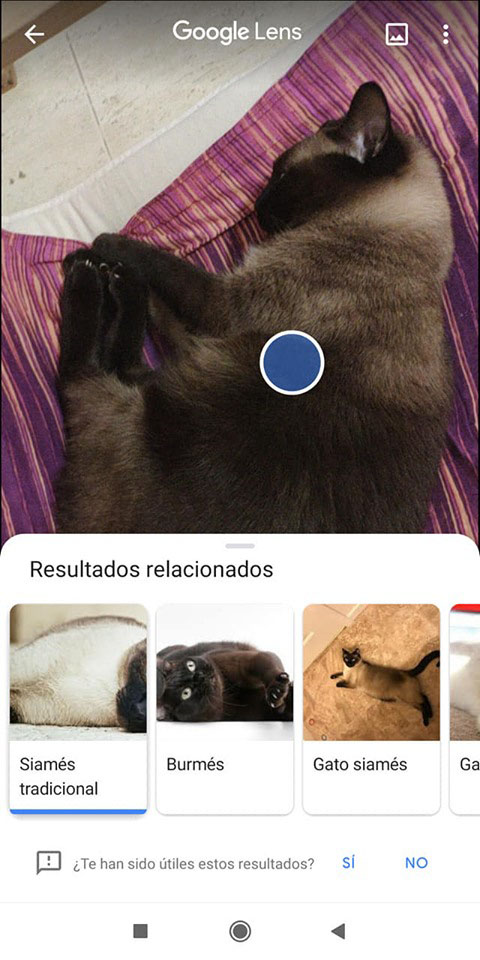 Google Lens identificar animales