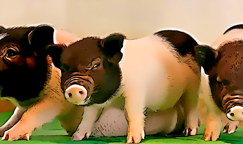 La ciencia cree que podriamos respirar por el trasero como los cerdos