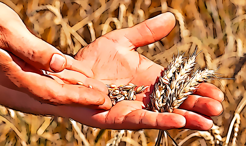 Lo cambiaria todo Descubrir el gen santo grial del trigo es la clave para crear una variedad mas resistente al calor