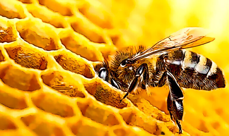 Lo-habias-leido-todo-En-California-dictaminan-que-las-abejas-son-peces-y-deben-ser-protegidas-como-especies-en-peligro