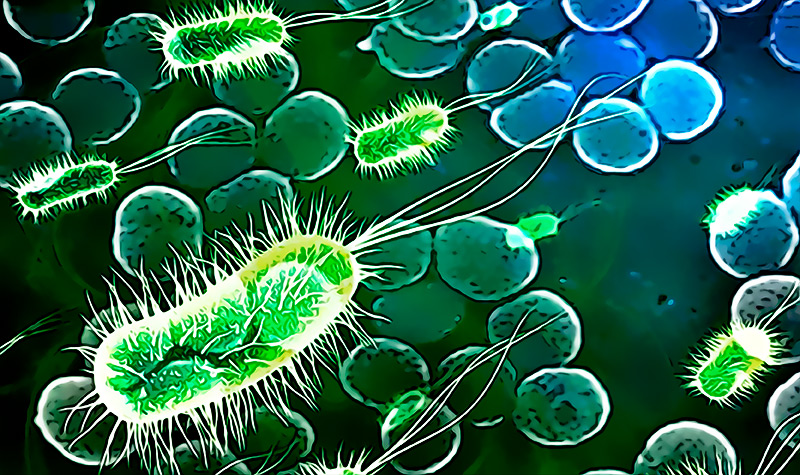 Nuevas bacterias que respiran electricidad