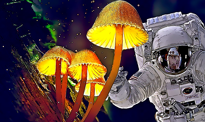 Quieren alucinar en gravedad 0 Cientificos proponen enviar astronautas al espacio con hongos magicos