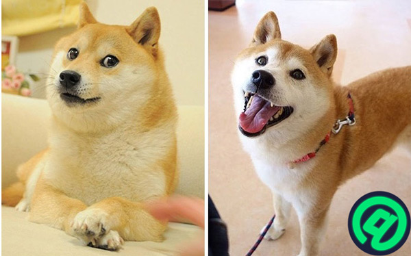 Shiba Inu el famoso Doge