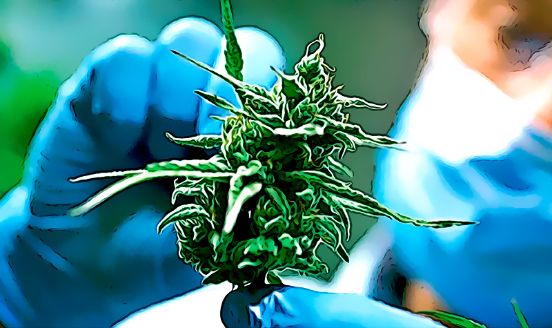 Tiene Sentido Nuevo estudio relaciona el uso de cannabis con un aumento en el numero de infartos en jovenes